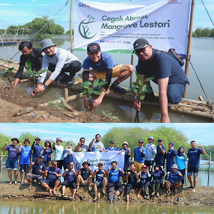 PLANTING 1,500 MANGROVES TREES